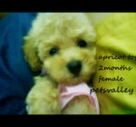 Miko For Sale (Toy Poodle) - Poodle Dog