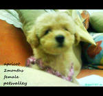 Miko For Sale (Toy Poodle) - Poodle Dog