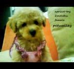 Miko For Sale (Toy Poodle) - Poodle Dog