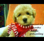 Miko For Sale (Toy Poodle) - Poodle Dog