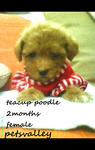 Magi (Teacup Poodle For Sale) - Poodle Dog