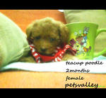 Magi (Teacup Poodle For Sale) - Poodle Dog