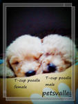 Teacup N Toy Poodle - Poodle Dog