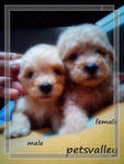 Teacup N Toy Poodle - Poodle Dog