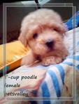 Teacup N Toy Poodle - Poodle Dog