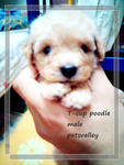 Teacup N Toy Poodle - Poodle Dog