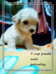 Teacup N Toy Poodle - Poodle Dog