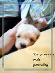 Teacup N Toy Poodle - Poodle Dog