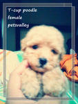 Teacup N Toy Poodle - Poodle Dog