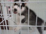 Abigail - Siberian Husky Dog