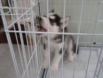 Abigail - Siberian Husky Dog