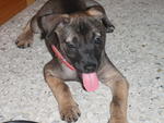 Junie - German Shepherd Dog Mix Dog