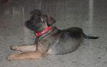 Junie - German Shepherd Dog Mix Dog