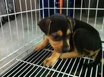 Nt-female Puppy-07 - Mixed Breed Dog