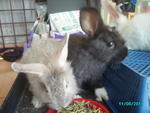 Trio2 - Bunny Rabbit + Lionhead Rabbit