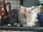 Trio2 - Bunny Rabbit + Lionhead Rabbit