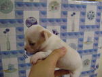 Pure Taiwan Chihuahua Puppy Cert - Chihuahua Dog