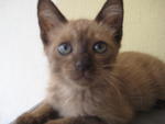 Brownie - Siamese Cat