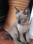 Brownie - Siamese Cat