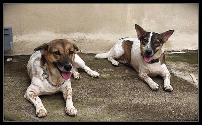 Daisy &amp; Minnie - Corgi Mix Dog