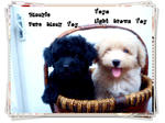 Toy Poodle For Sale - Poodle Dog