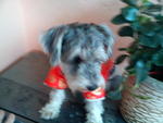 Schnauzer Looking For A New Home. - Schnauzer Dog