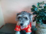 Schnauzer Looking For A New Home. - Schnauzer Dog