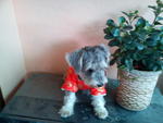 Schnauzer Looking For A New Home. - Schnauzer Dog