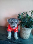 Schnauzer Looking For A New Home. - Schnauzer Dog