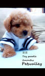 Toy Poodle Male - Poodle Dog