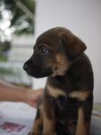 Pup No. 2: Male, Colour: Black & Brown - adopted :)