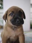 Pup No. 4: Male, Colour: Light Brown - adopted :)