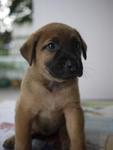 Pup No. 4: Male, Colour: Light Brown - adopted :)