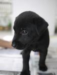 Pup No. 6: Male, Colour: Black - adopted :)