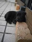 Pup No. 8: Female, Colour: Black - adopted :)