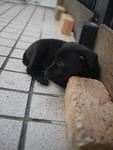 Pup No. 8: Female, Colour: Black - adopted :)