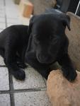 Pup No. 8: Female, Colour: Black - adopted :)