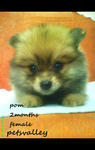 Pomeranian For Sale  - Pomeranian Dog