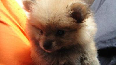 Pomeranian For Sale  - Pomeranian Dog