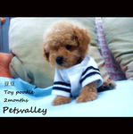 Male Toy Poodle - Poodle Dog