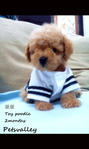 Male Toy Poodle - Poodle Dog