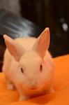 Oteh - Netherland Dwarf Rabbit