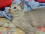 Mocha (Reserved - Rose) - Siamese + Domestic Short Hair Cat