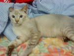 Mocha (Reserved - Rose) - Siamese + Domestic Short Hair Cat