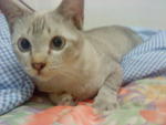 Mocha (Reserved - Rose) - Siamese + Domestic Short Hair Cat