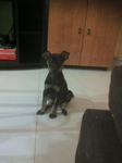 Need Urgent Home..pls Adopt - Mixed Breed Dog