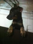 Need Urgent Home..pls Adopt - Mixed Breed Dog