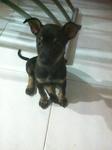 Need Urgent Home..pls Adopt - Mixed Breed Dog