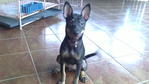 Need Urgent Home..pls Adopt - Mixed Breed Dog