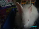 Vivi - Lionhead + Angora Rabbit Rabbit